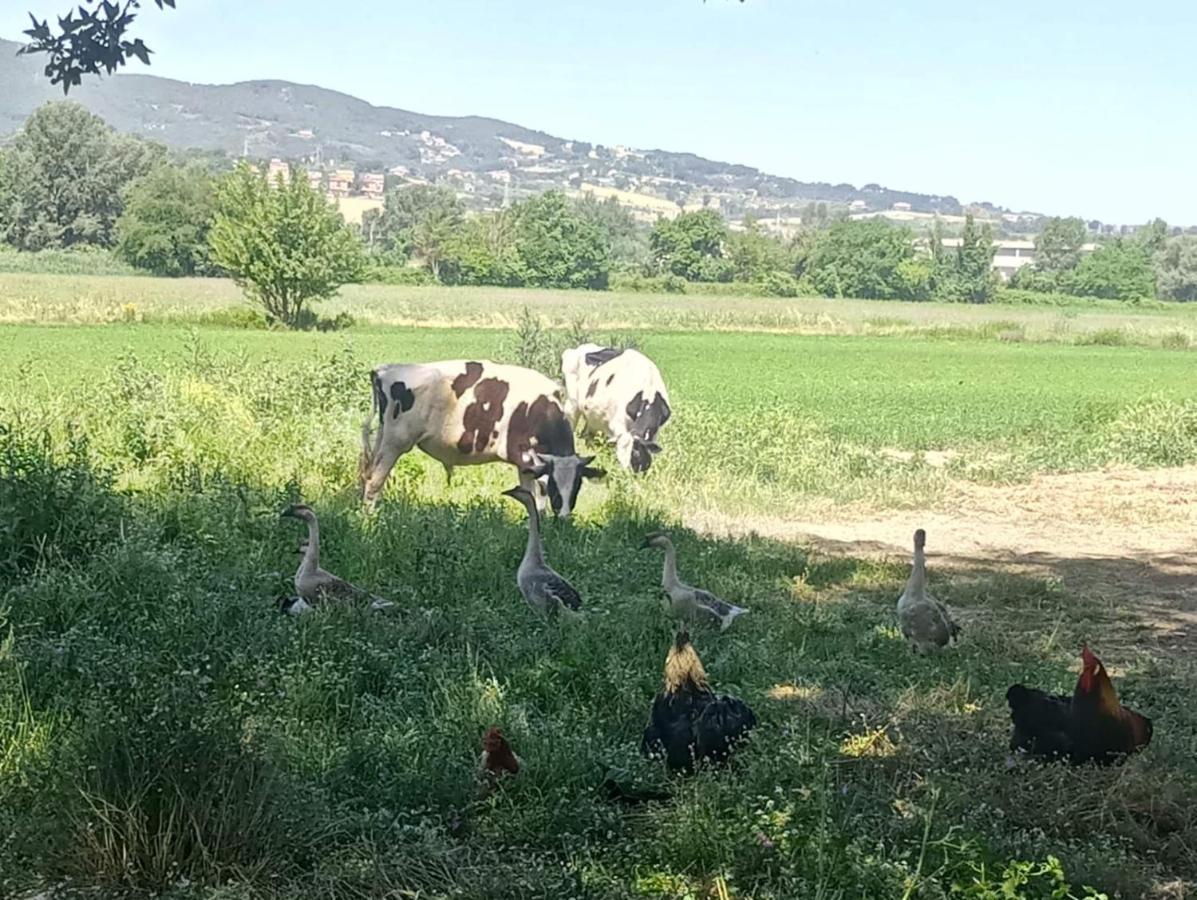 Agriturismo Tenuta Filippi Narni Bagian luar foto