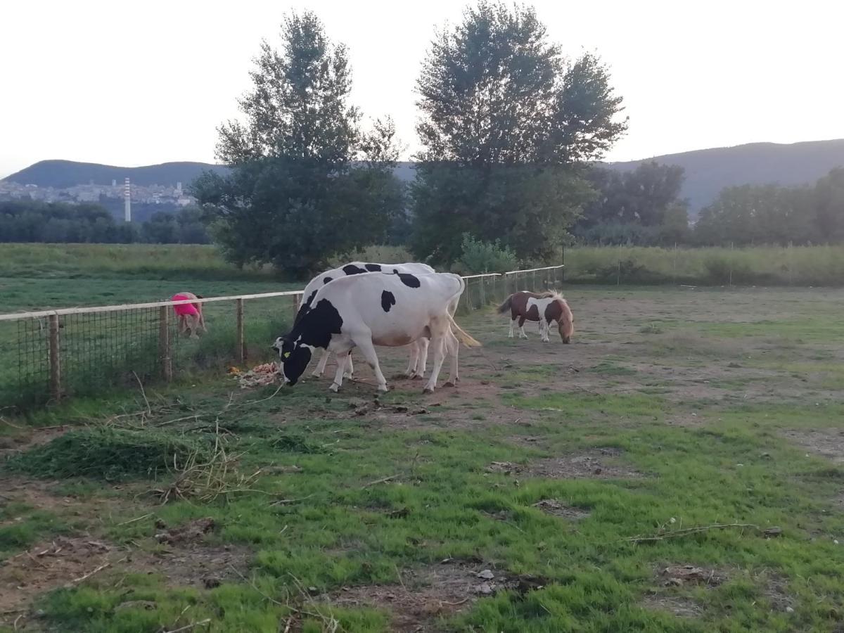 Agriturismo Tenuta Filippi Narni Bagian luar foto
